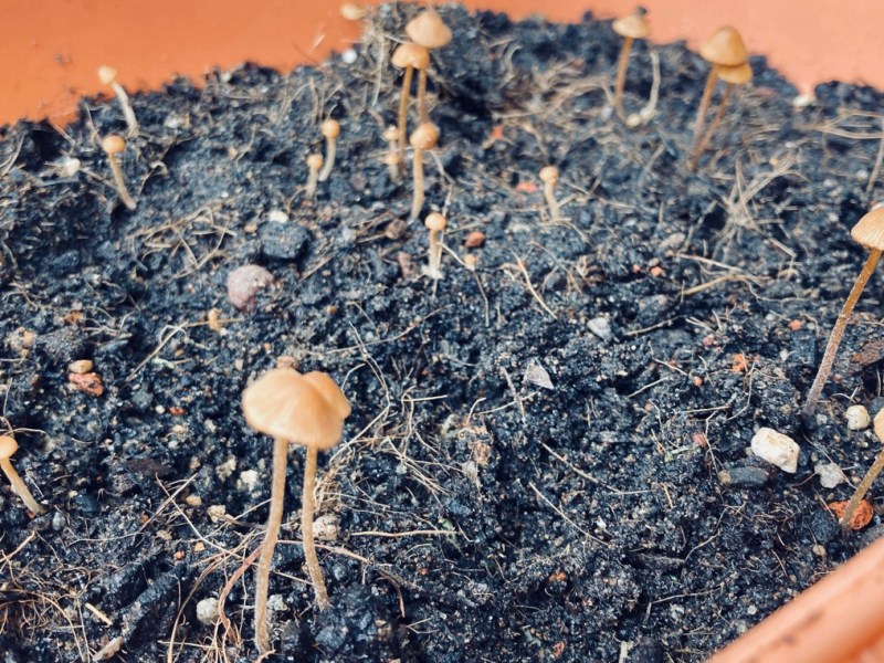 Resources-permaculture and the arts