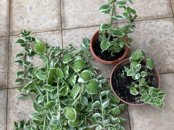 Dehydeated mint leaves